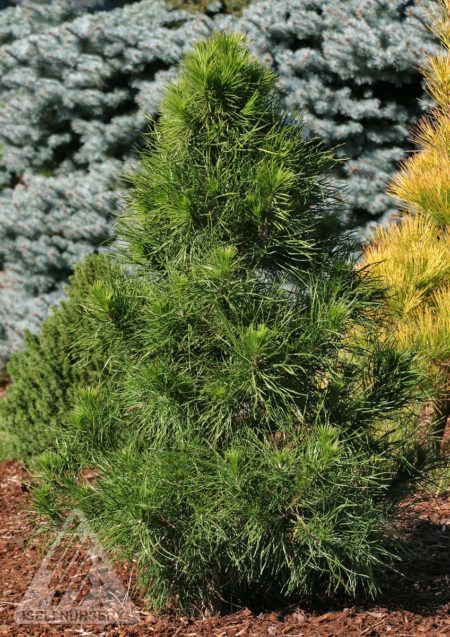 Scots Pine - Glover Nursery