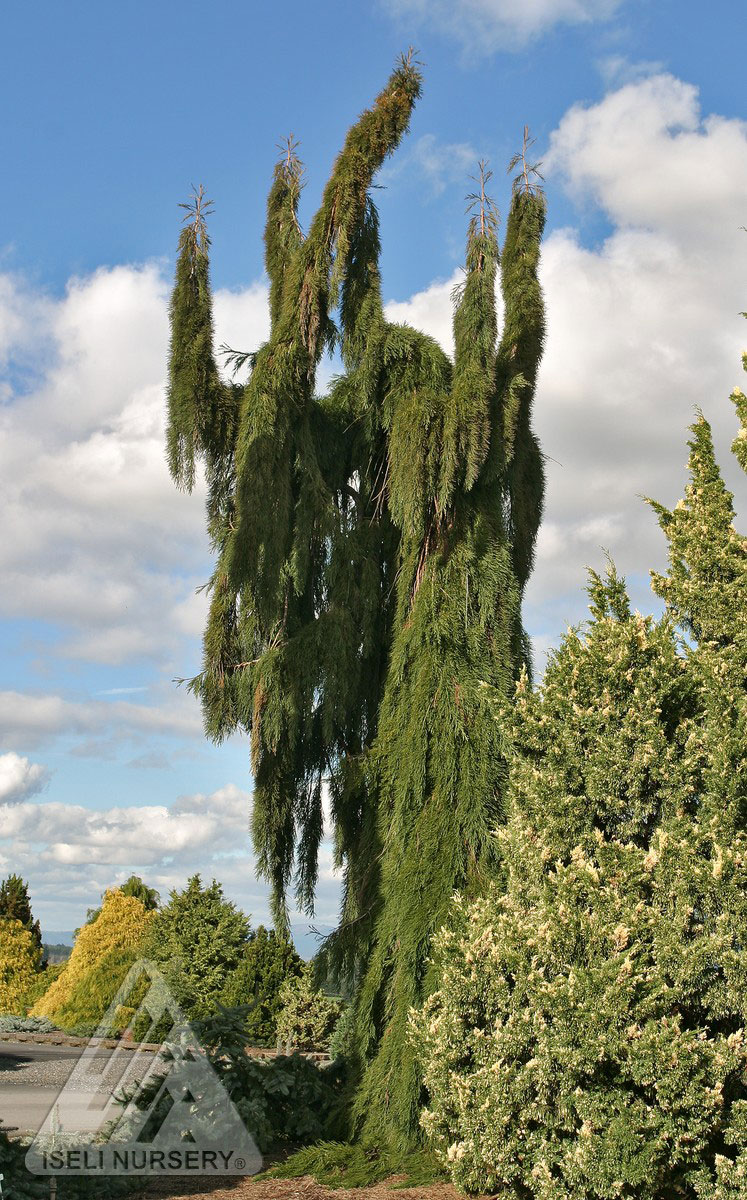 weeping redwood weeping redwood