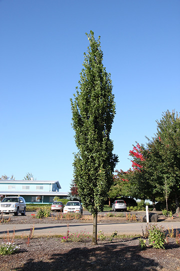 Skinny Genes Columnar Oak - Glover Nursery