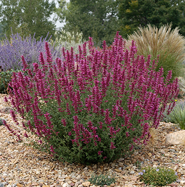 Hyssop Sonoran Sunset Plant