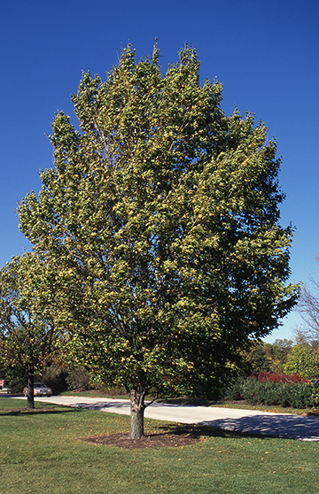 State Street Maple - Glover Nursery