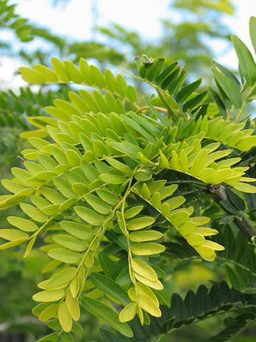 Sunburst Honeylocust - Glover Nursery