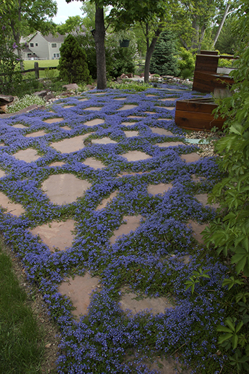 Turkish Veronica - Glover Nursery