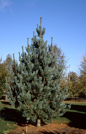 Vanderwolf's Limber Pine - Glover Nursery