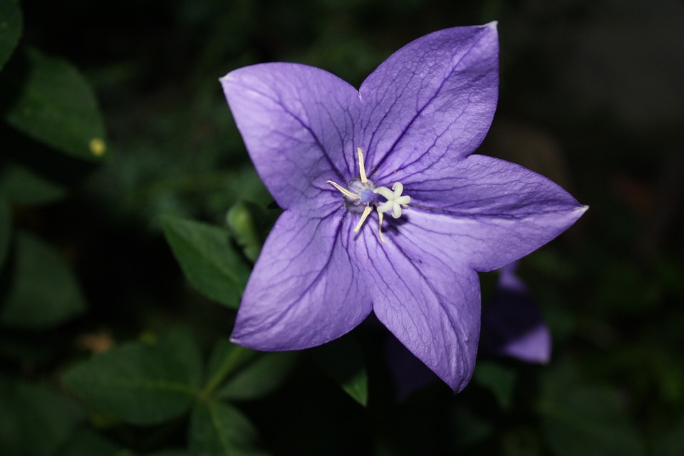 Balloon Flower - Glover Nursery