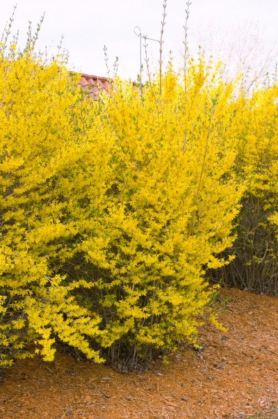 Lynwood Gold Forsythia - Glover Nursery