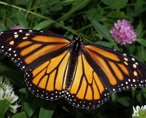 Monarch (Danaus plexippus)