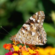 Painted Lady (Vanessa cardui)