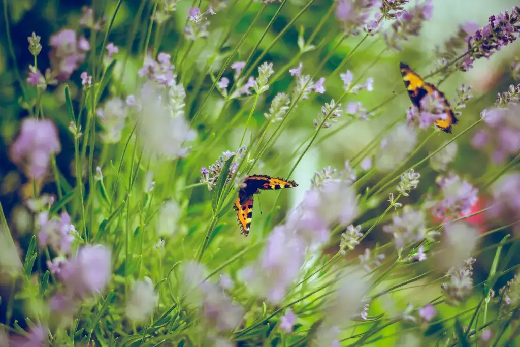 Butterflies Around The Wasatch Front