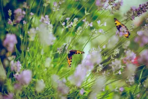 Butterflies Around The Wasatch Front