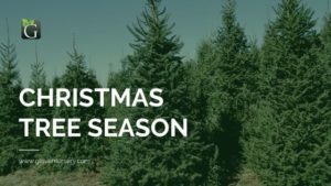 Real Christmas Trees in Glover Nursery