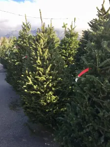 Christmas Trees