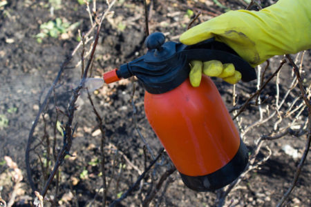 Dormant Spray, Part 1 - Glover Nursery