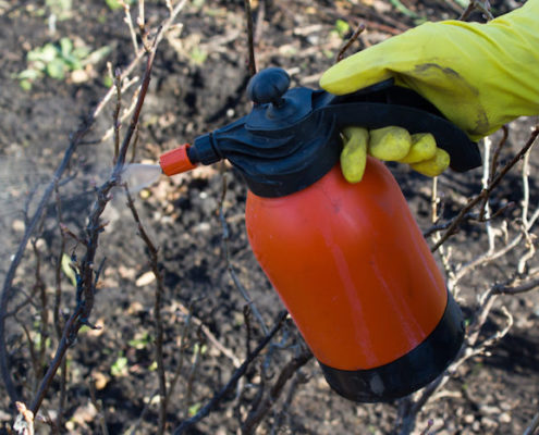 Dormant Spray