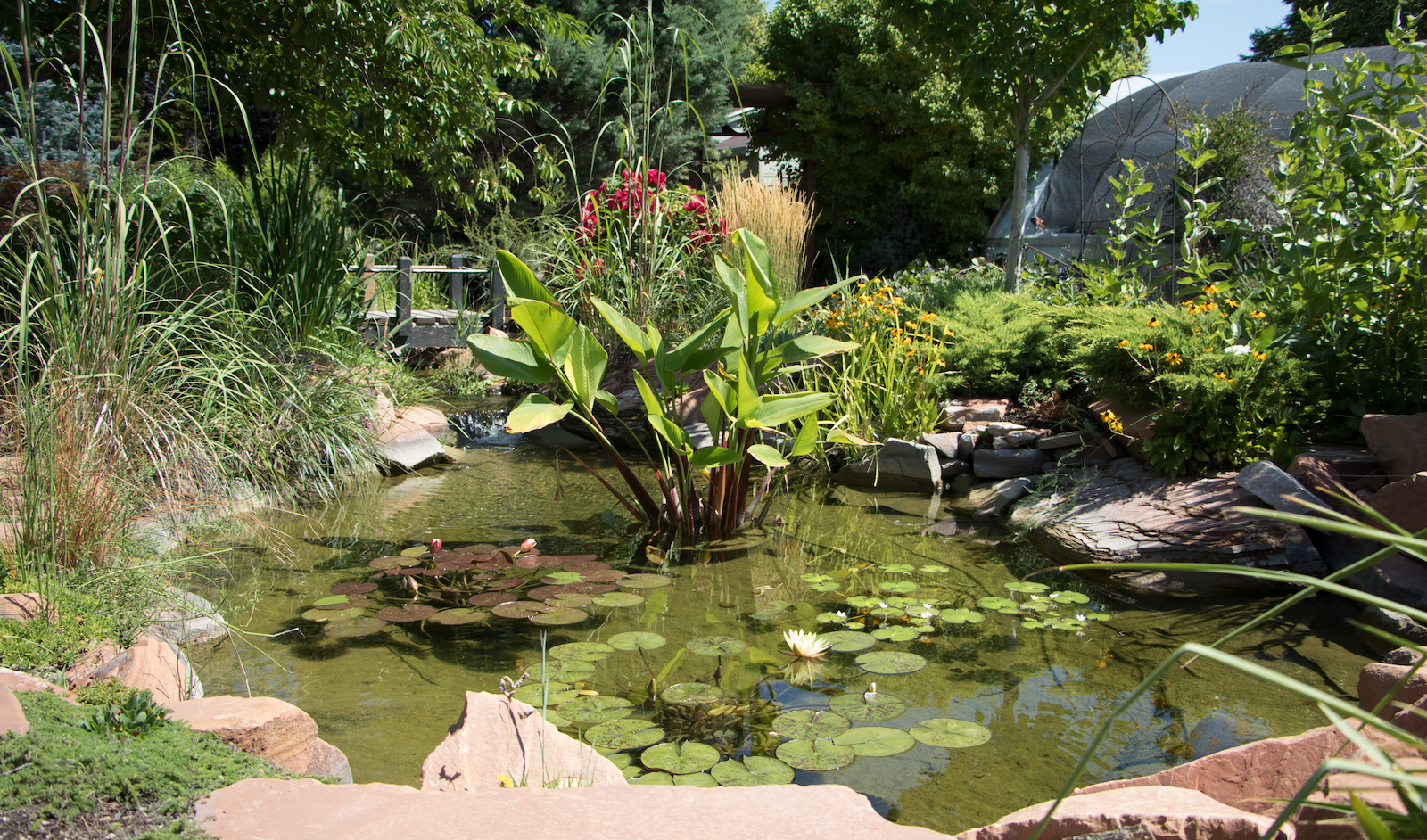 Nursery Pond