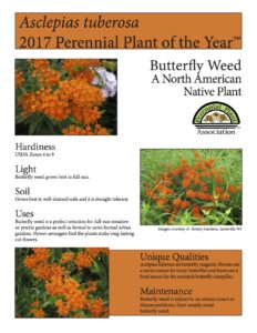 Asclepias tuberosa 2017 Perennial Plant of the Year
