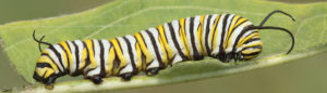 Caterpillar
