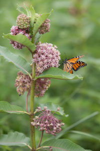 Butterflies to Your Garden