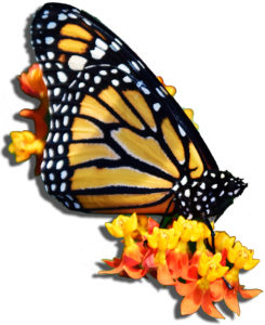 Butterflies to Your Garden