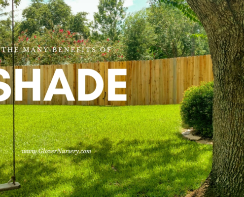 Benefits of Shade