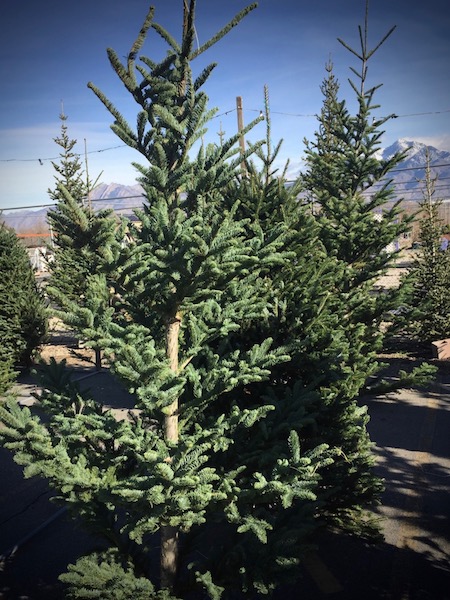 Christmas Trees - Glover Nursery