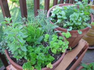 Herb Garden