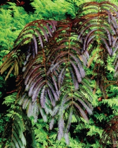 Great summer color with the Chocolate Fountain Silk Tree.
