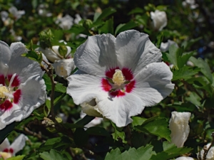 Hibiscus (Rose of Sharon)