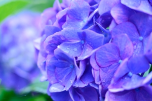 Hydrangea