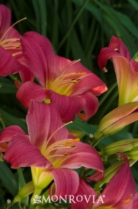 Daylily