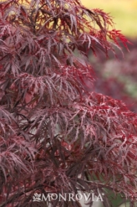 Laceleaf Japanese Maple Summertime Favorites