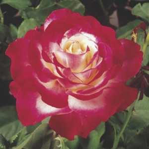 Weeks Roses ~ Double Delight