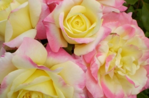 Easy Elegance Series Music Box Rose