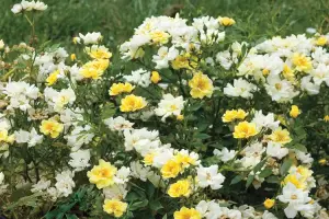 Lemon Drift