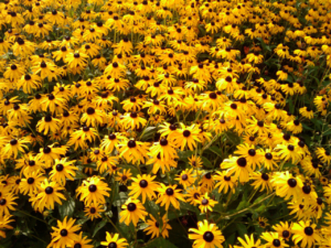 Black-eyed Susan