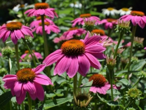 Coneflower
