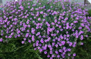 Desert Four O'Clocks