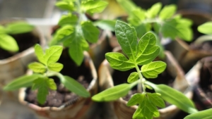 Tomato seedlings