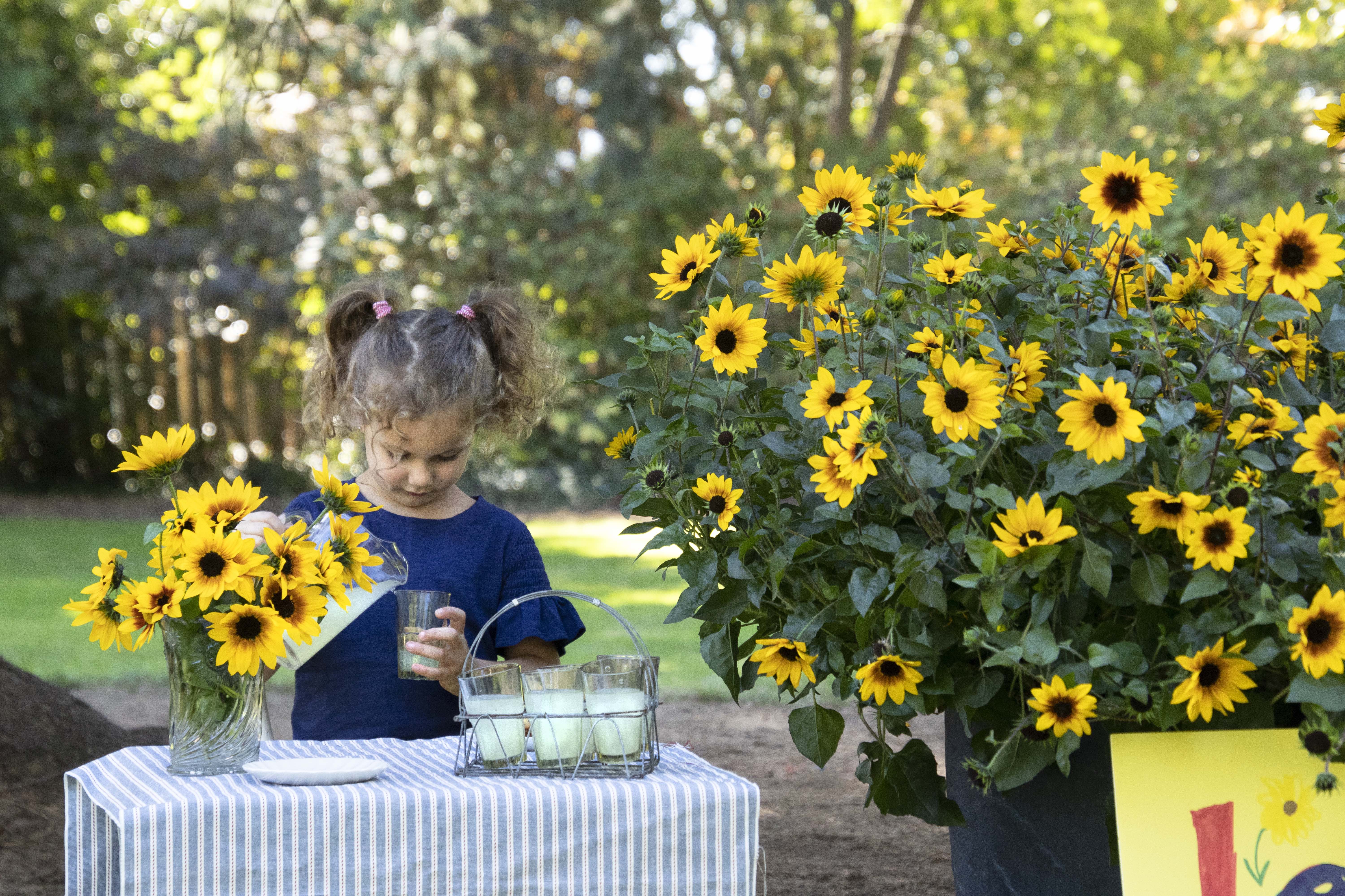 SunBelievable Sunflower