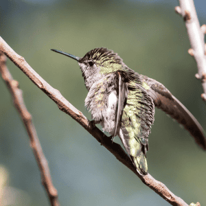 black-chinned, broad-tailed, and calliope hummingbirds