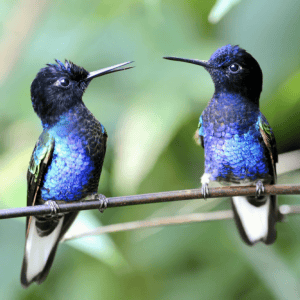 two hummingbirds on the tree branch