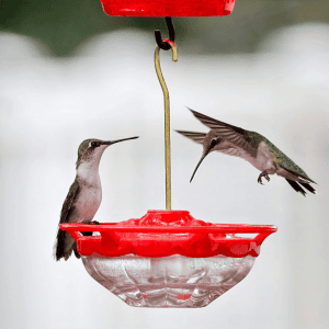 two hummingbirds drinking on the feeder