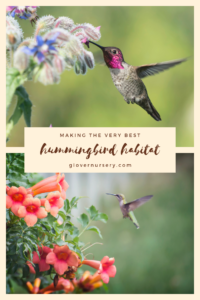 Hummingbird Habitat