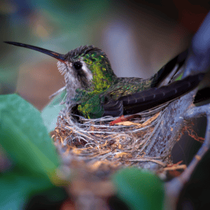 hummingbird sitting on the nest