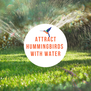 Attract Hummingbirds With Water