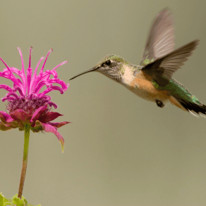 calliope hummingbird