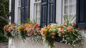 Trailing down in the front of these window boxes.