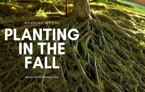 planting in the fall