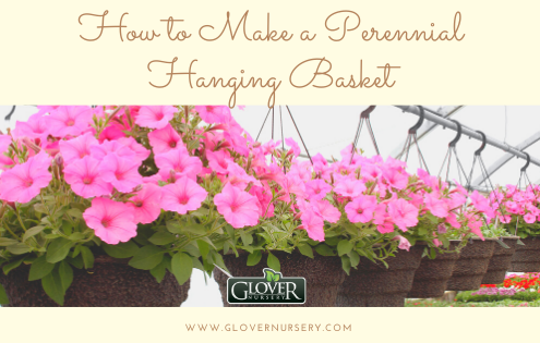 How to make a perennial hanging basket
