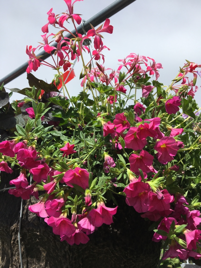 Title: How to Make a Perennial Hanging Basket